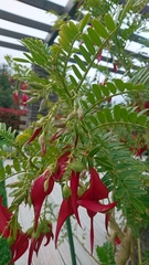 Clianthus maximus