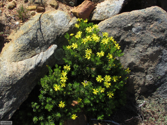 Oedera sedifolia