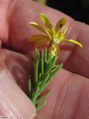 Oedera sedifolia