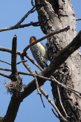 Melanerpes aurifrons