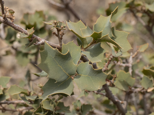 Hinckley oak (Quercus hinckleyi)