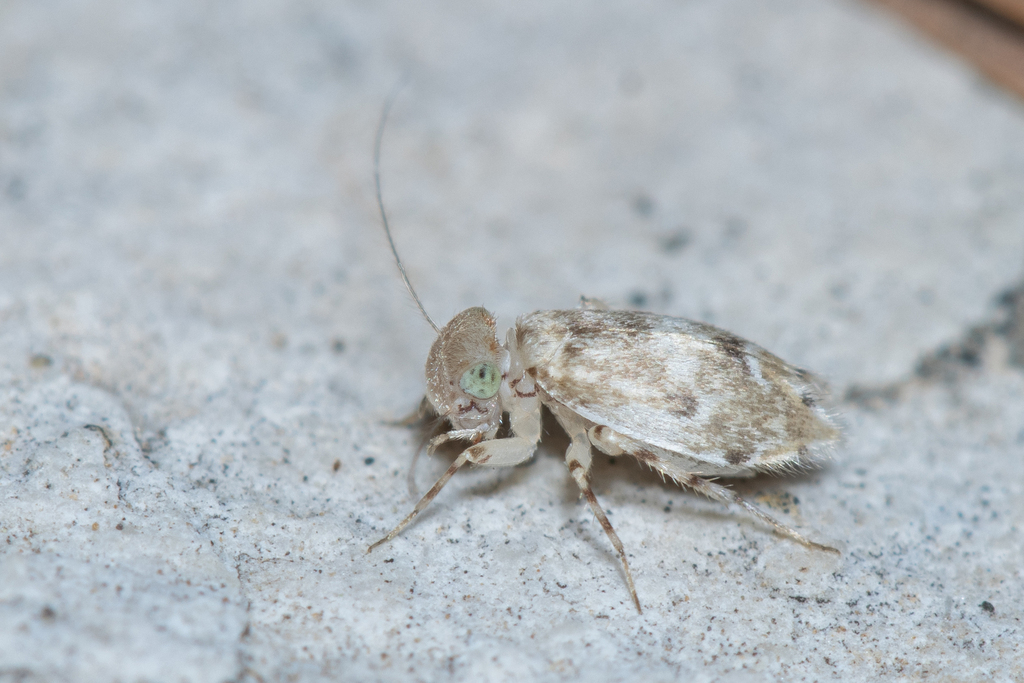 Nephax sofadanus