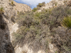 Quercus hinckleyi, photograph (c) Turner Brockman, some rights reserved (CC BY-SA)