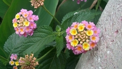 Lantana