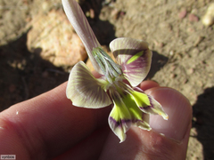 Gladiolus ceresianus