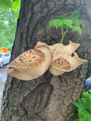 Cerioporus squamosus