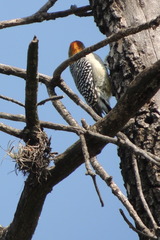 Melanerpes aurifrons