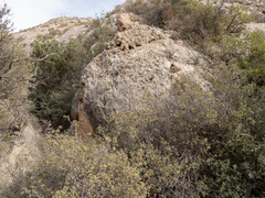 Quercus hinckleyi, photograph (c) Turner Brockman, some rights reserved (CC BY-SA)