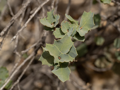 Quercus hinckleyi, photograph (c) Turner Brockman, some rights reserved (CC BY-SA)