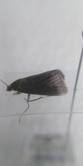 Evergestis aenealis