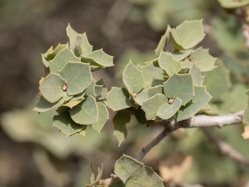 Quercus hinckleyi, photograph 5
