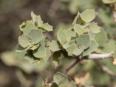 Quercus hinckleyi, photograph (c) Turner Brockman, some rights reserved (CC BY-SA)