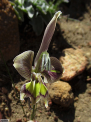 Gladiolus ceresianus