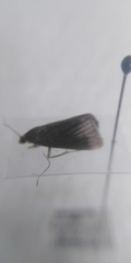 Evergestis aenealis