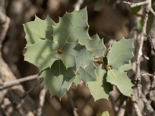 Quercus hinckleyi, photograph 6