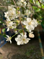 Prunus cerasus