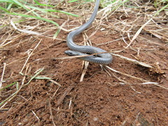 Aparallactus lunulatus