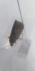Evergestis aenealis