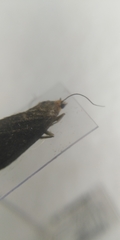 Evergestis aenealis