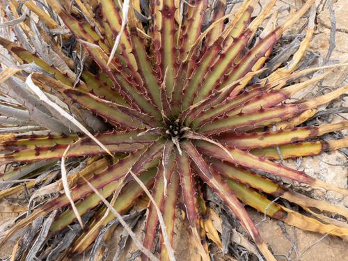 Hechtia texensis