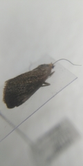 Evergestis aenealis