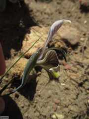 Gladiolus ceresianus