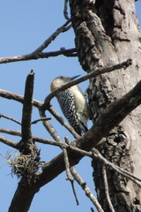 Melanerpes aurifrons