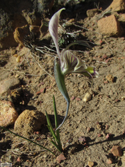 Gladiolus ceresianus