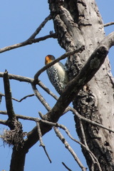 Melanerpes aurifrons