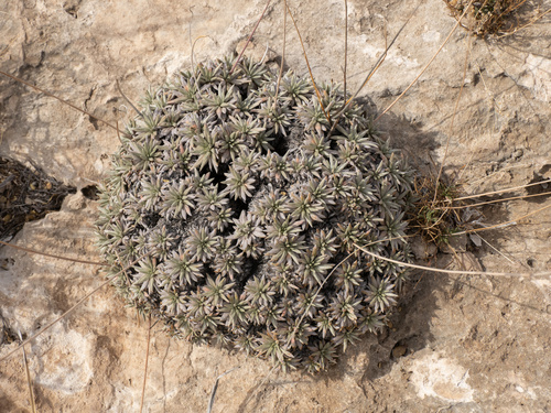 Havard's Buckwheat (Eriogonum havardii)