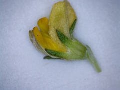 Aspalathus securifolia