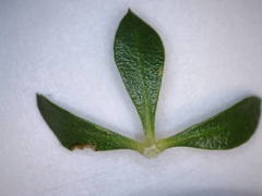 Aspalathus securifolia