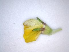 Aspalathus securifolia