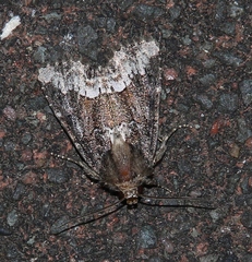 Oligia