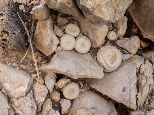 Epithelantha bokei