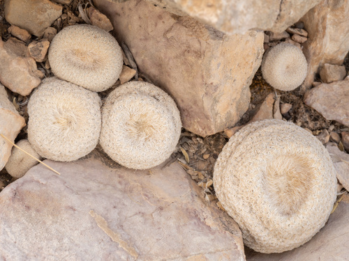 Epithelantha bokei