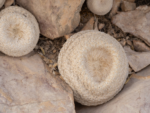 Epithelantha bokei