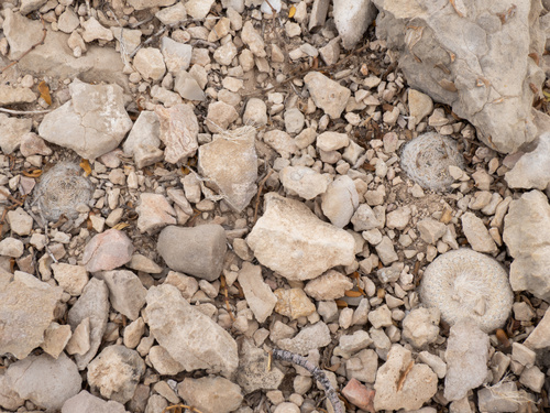 Epithelantha bokei