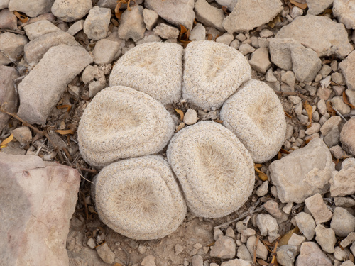 Epithelantha bokei