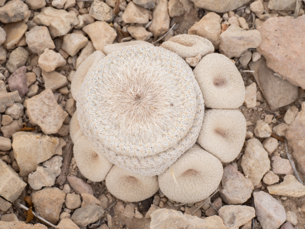 Epithelantha bokei, Texas, US