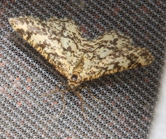 Heliomata glarearia
