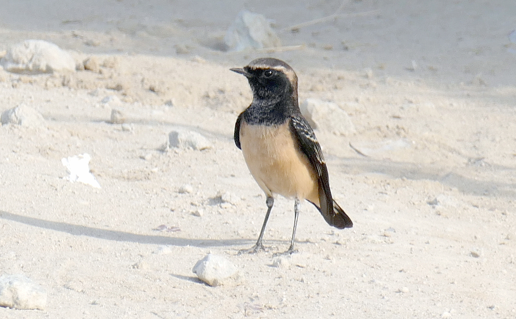 Cyprus Wheatear photo