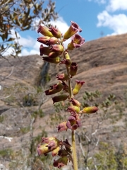 Kalanchoe tomentosa image