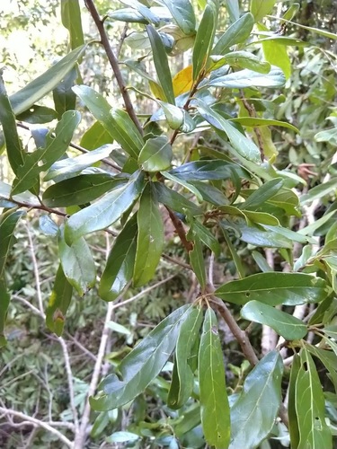 How to identify Litsea australis B.Hyland