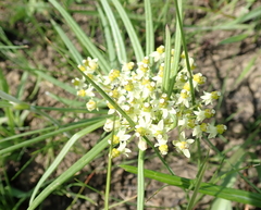 Xysmalobium involucratum