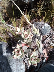 Kalanchoe tomentosa image