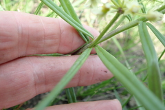 Xysmalobium involucratum