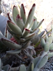 Kalanchoe tomentosa image