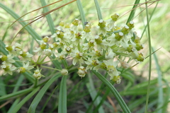 Xysmalobium involucratum