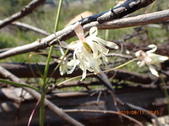 Knowltonia anemonoides